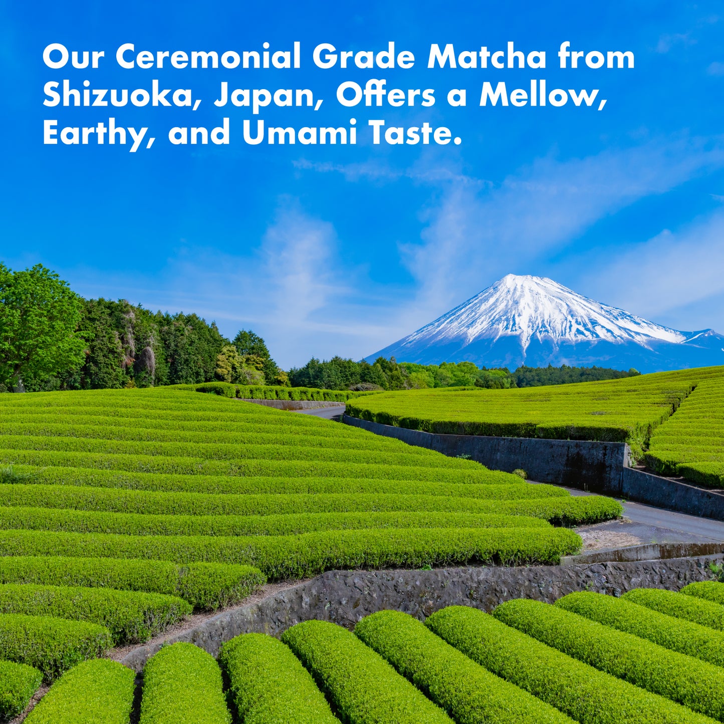 Japanese Matcha Superfood Latte